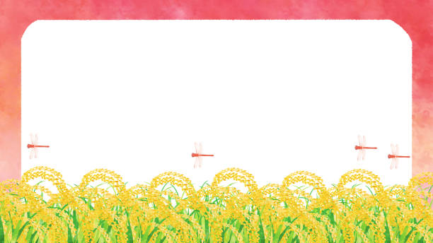 ilustrações, clipart, desenhos animados e ícones de libélula vermelha e orelha de arroz com moldura de fundo do pôr do sol - rice white rice backgrounds cereal plant