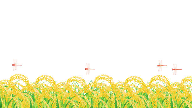 ilustrações, clipart, desenhos animados e ícones de orelha do quadro de fundo da libélula vermelha do arroz - rice white rice backgrounds cereal plant