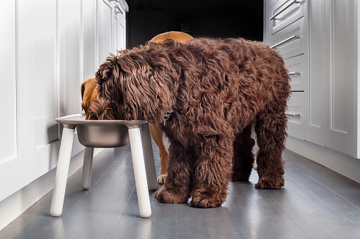 Group of puppy dogs standing by elevated dog bowl with head in dish. Used for better posture. Female Harrier mix and Labradoodle. Selective focus.
