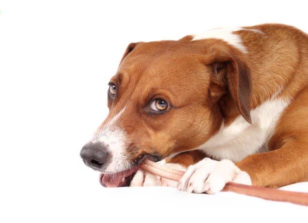 istock Dog with chew stick in mouth while looking at camera. 1497571556
