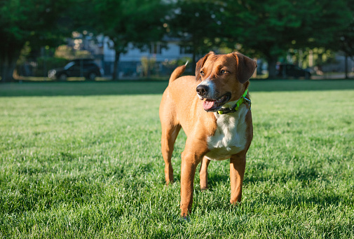 Adorable Rhodesian Ridgeback dog posing outdoors lying down on a green grass while snowing in autumn