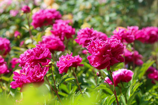 A field of peonies. The flowers are growing in rows by a pine tree cultivation