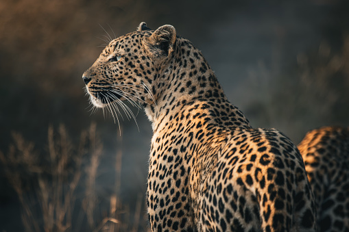 A female leopard staring into the sunset as she walks down the road with her cub
