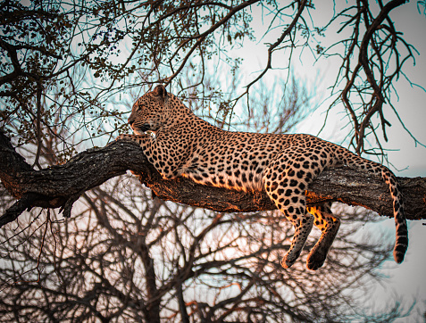 A female leopard relaxing in a tree as the sun sets in the African savannah