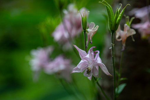 Purple Foxglove in the High Fens, Eifel, Belgium.