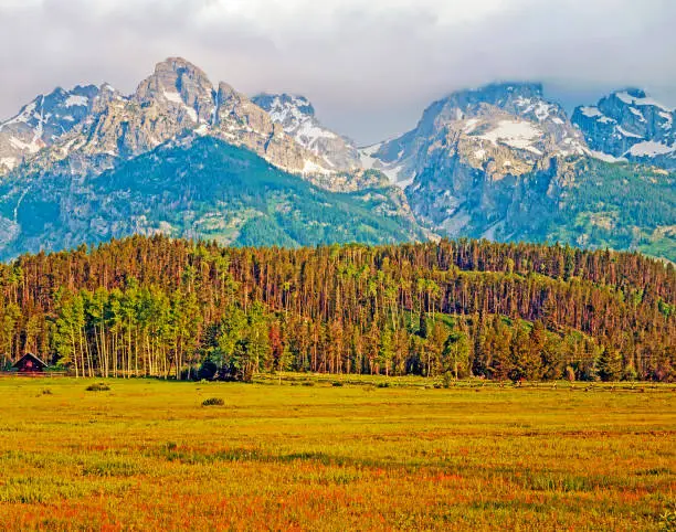 Fields and forest in Grand Teton , Wyoming