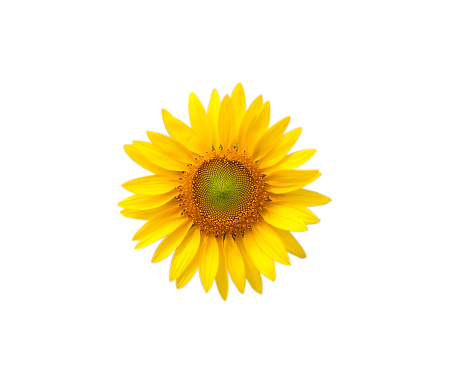 Single sunflower Isolatate on white background