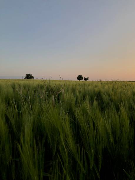istock Grain field in the atmospheric evening light 1497578803