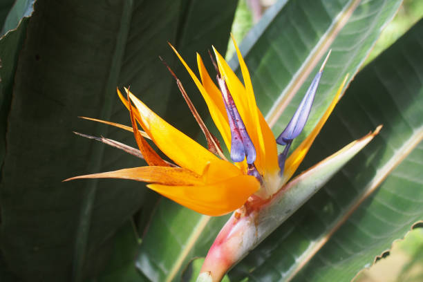 istock Bird of paradise flower 1497579506