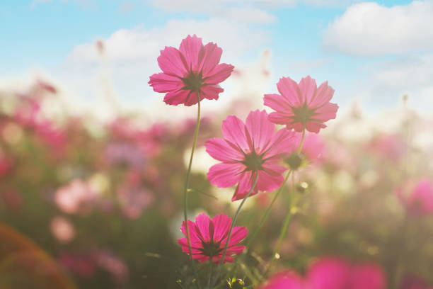 istock cosmos flowers in a field 1497579547