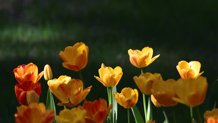 Spring Blooming tulip sway with the wind