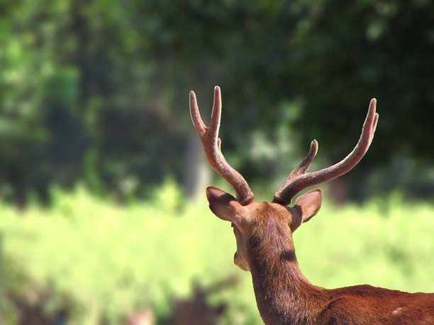 istock deer in the breeding area 1497580172
