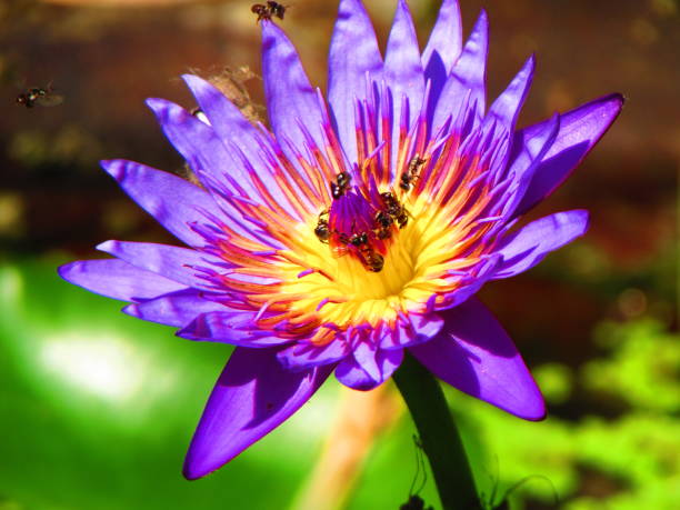 istock lotus flower is blooming in the morning 1497580330