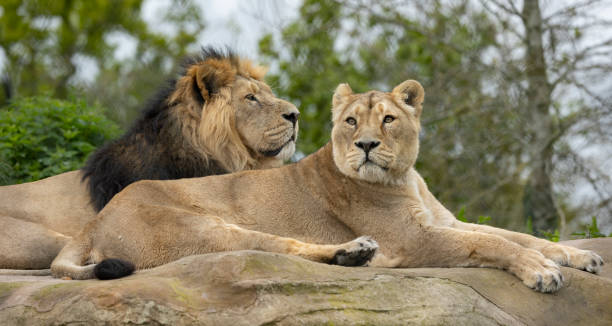 istock lion and lioness lying on a rock 1497580364