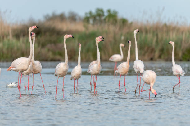istock Greater Flamingos in courtship (Phoenicopterus roseus) in a swamp in spring. 1497580391