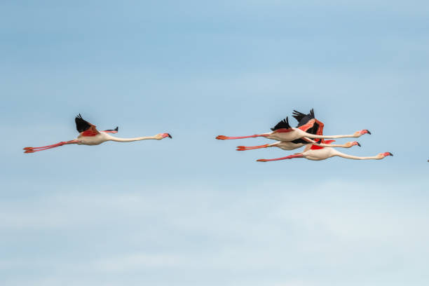 istock Greater Flamingos (Phoenicopterus roseus) in flight over a lagoon in spring. 1497580393