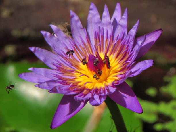 istock lotus flower is blooming in the morning 1497580900