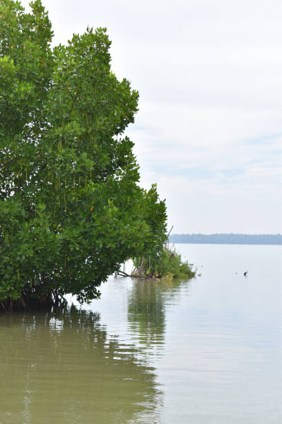 istock Mangrove forest in Kerala Backwaters 1497581674
