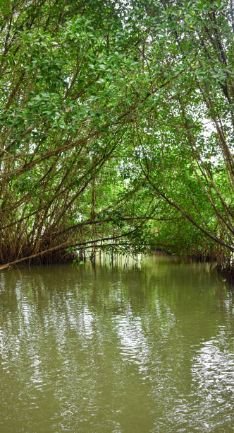 istock Mangrove forest in Kerala Backwaters 1497581691