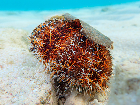 A Collector Urchin (Tripneustes gratilla) on the sand flat in the Marshall Islands, Pacific Ocean. The urchin is holding a leaf for protection.
