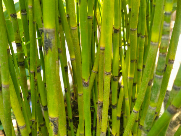 Equisetum Hyemale (Horsetail) A Photo of Equisetum hyemale (commonly known as rough horsetail, scouring rush, scouringrush horsetail and, in South Africa, as snake grass) is a perennial herbaceous vascular plant in the horsetail family Equisetaceae. It is a native plant throughout the Holarctic Kingdom, found in North America, Europe, and northern Asia. horsetail bamboo stock pictures, royalty-free photos & images