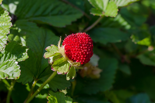 Indian mock strawberry. Potentilla indica. False Strawberry, Indian Strawberry, Mock Strawberry, Yellow-Flower-Strawberry, Yellow-Flowered Strawberry, Yellow-Strawberry, India Mock-Strawberry