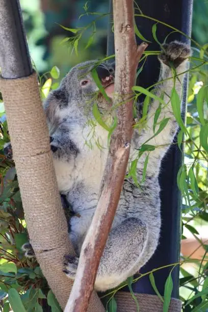 A koala is pictured in its natural environment at a wildlife park zoo