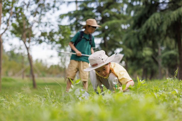 Two little boys are observing insects outdoors