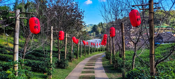 Tea plantation stock photo