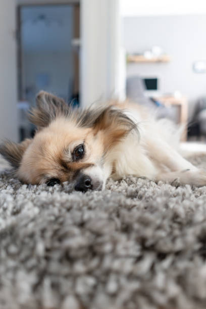 istock Chihuahua peacefully lounging in a small corridor 1497585381