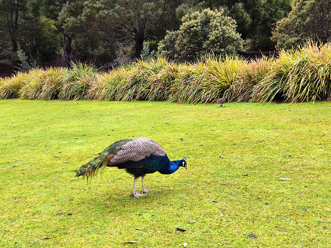 Peacock on a meadow at Cataract Gorge reserve, a river gorge by the city of Launceston, Tasmania.