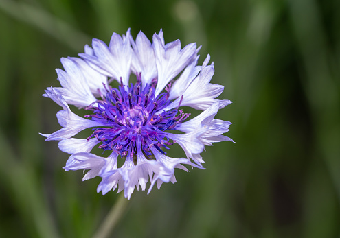 Macro shot of a cornflower in the garden