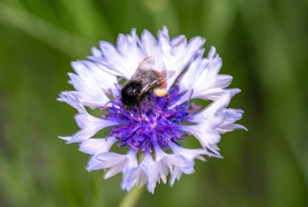 bumblebee on a cornflower in the garden