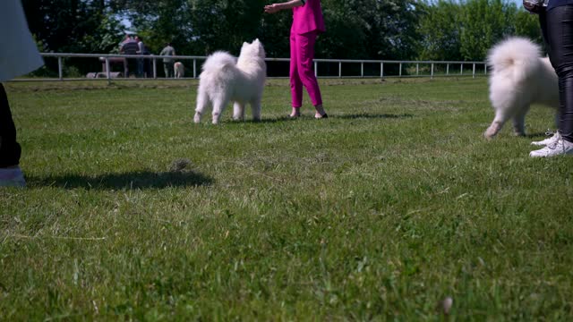Samoyed dog playing on the lawn.