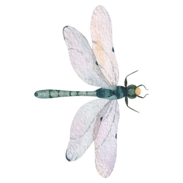 istock green dragonfly with transparent wings isolated on white background watercolor illustration 1497591717