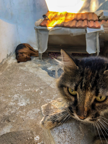 Resting cat in front of dog and kennel