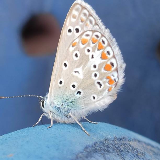 istock Macro of a white butterfly with a blurred background 1497594324