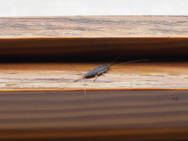 istock firebrat scient. name Thermobia domestica insect animal 1497595308
