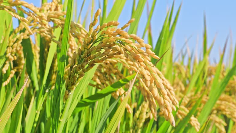 Close up shot of ripe rice in agricultural field