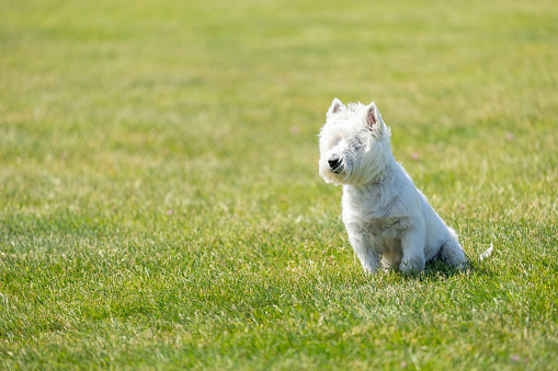 West Highland White Terrier Dog sitting on green grass. Copy space