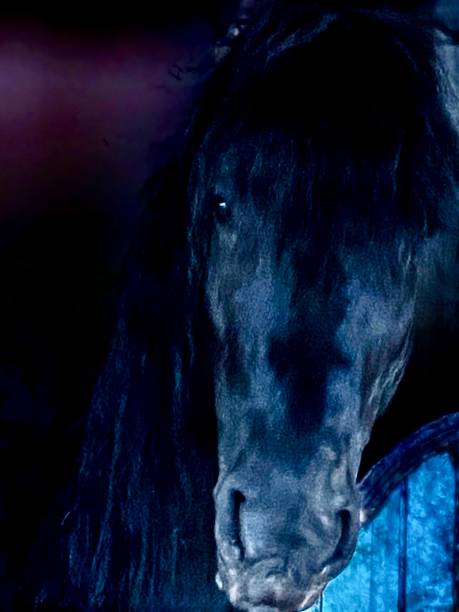 istock beautiful horses at the horse farm 1497600687