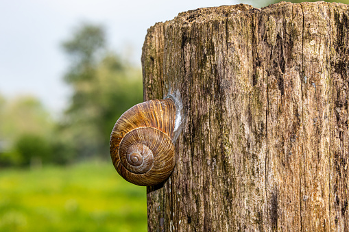 Land snail attached to the bark of an old tree stump with a blurred green nature background on a sunny day, gastropod mollusk with an irregularly textured brown spiral shell. Space for text