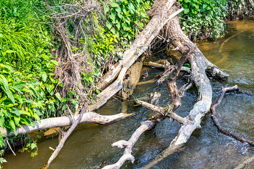 Trunk and dry branches of a fallen tree in waters of Geul river, vegetation, wild grass in background, sunny spring day in nature park Ingendael in South Limburg, the Netherlands