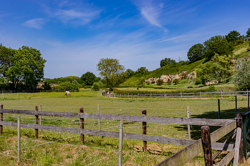 Agricultural parcels with wooden fences dividing land, horse, hiking path and mountain with leafy trees in background, Dutch nature reserve Bemelerberg, sunny spring day, South Limburg, Netherlands