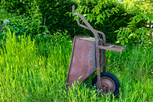 Old rusty metal wheelbarrow abandoned in backyard of a farmhouse, abundant green overgrown grass, lush greenery, sunny spring day in South Limburg, Netherlands
