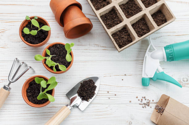 istock Gardening concept, planting at home 1497603358