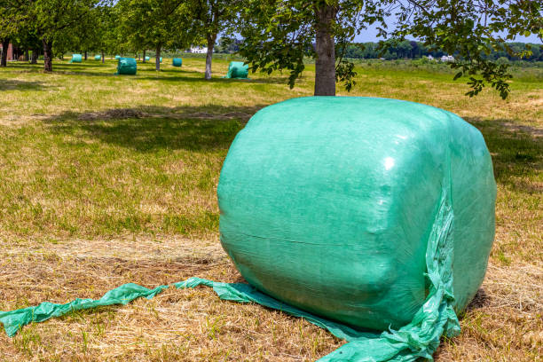 Hay bale wrapped in green plastic foil on yellowish green grass stock photo