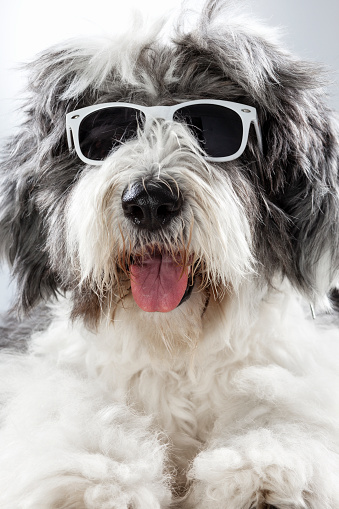 Dog with sunglasses. Beautiful pet posing funny with glasses for summer vacation. funny portrait of dog in sunglasses. Cheerful pet sticking out tongue wearing sunglasses