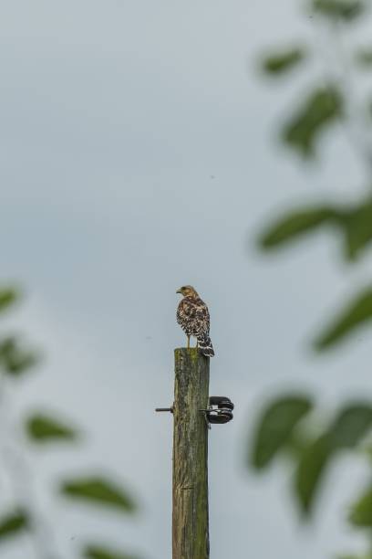 istock a small bird is perched on top of a wooden post 1497604676