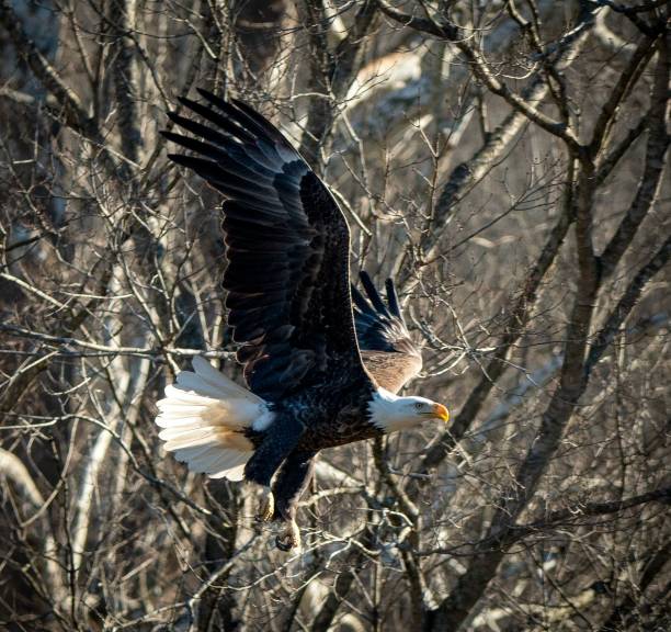 istock Adult bald eagle soars majestically through the barren tree branches 1497604685